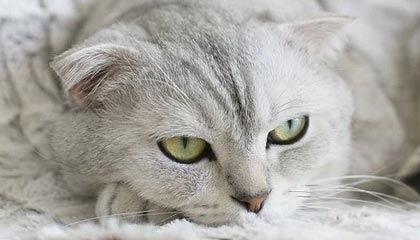 开云官方网站-电竞赛事多样化发展趋势明显，电竞行业赛事方